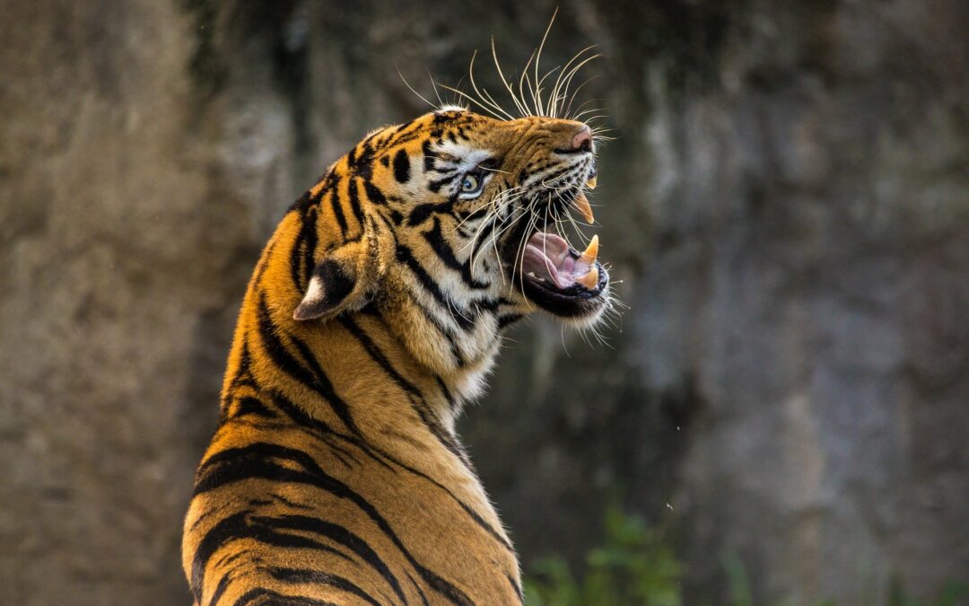Queremos dançar com tigres, mas não lhes queremos ver os dentes.