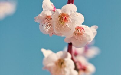 Sakura – A ternura da transitoriedade da vida