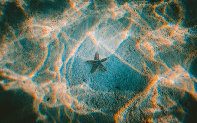 A Estrela do Mar