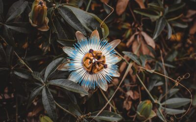 As Horas: Sobre a Passiflora